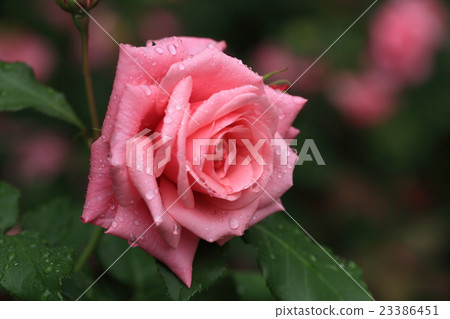 rose	 rose	 23386451