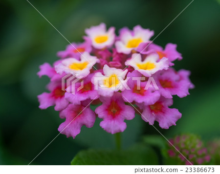 Colorful Lantana 23386673