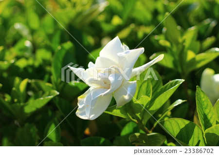 梔子花的白色花朵 梔子花的白色花朵 23386702