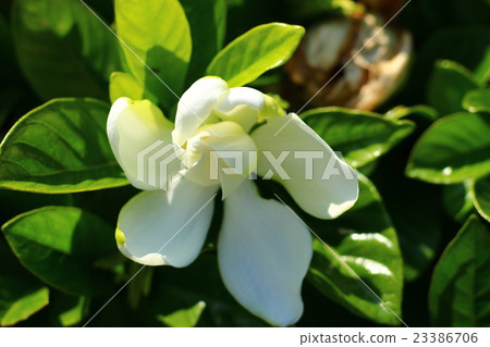 梔子花的白色花朵 梔子花的白色花朵 23386706