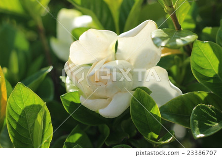 梔子花的白色花朵 梔子花的白色花朵 23386707