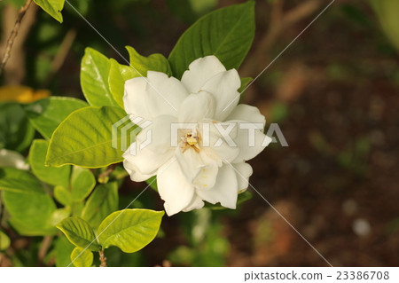 梔子花的白色花朵 梔子花的白色花朵 23386708