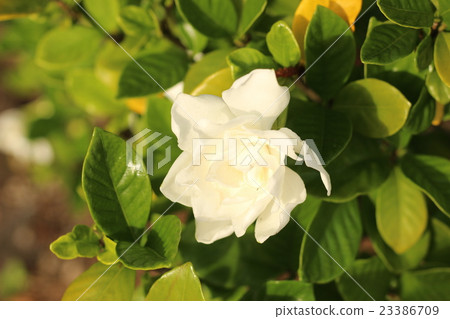 梔子花的白色花朵 梔子花的白色花朵 23386709