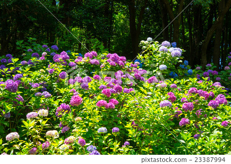 Nagai Botanical Garden 23387994