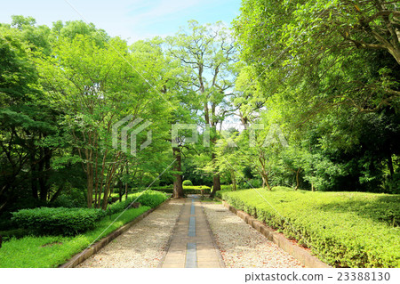 Tadashi Oka Hill History Park (July) Matsudo City, Chiba Prefecture Tadashi Oka Hill History Park (July) Matsudo City, Chiba Prefecture 23388130