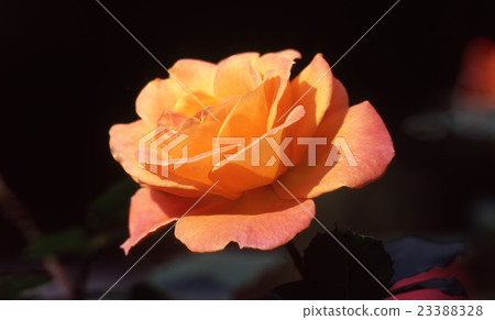 Rose Anne Frank Rose Anne Frank 23388328