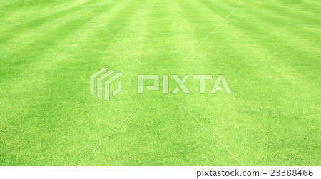 Football field green grass Football field green grass 23388466
