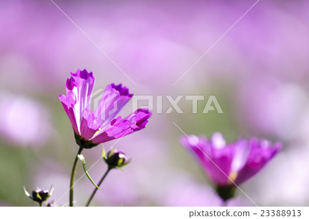 A pink cosmos blooming beautifully in a clear sky A pink cosmos blooming beautifully in a clear sky 23388913