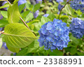 hydrangea   23388991