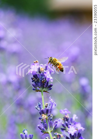 Stock Photo: lavander, western honeybee, pollen collection