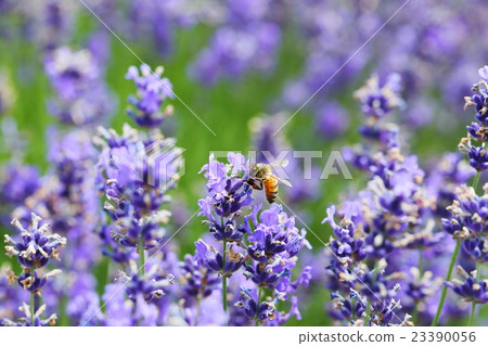 蜜蜂和薰衣草 23390056