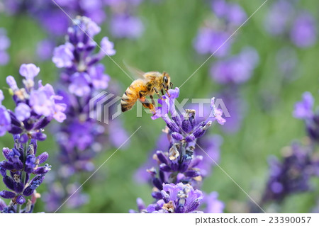 Bee and Lavender Bee and Lavender 23390057