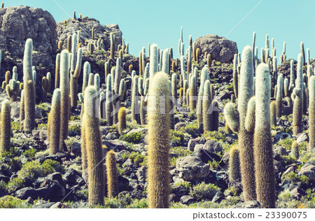 Cactus in Bolivia 23390075
