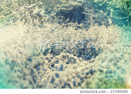 Frozen grass 23390080