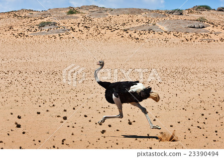 ostrich ostrich 23390494