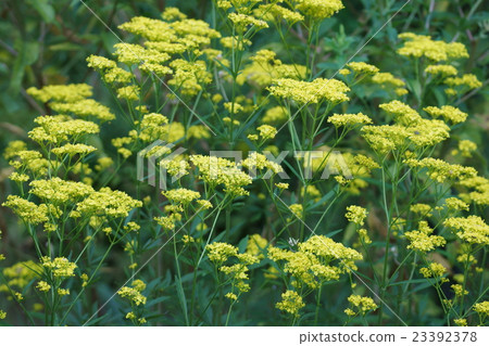 Female flower Ominaessh The language of flowers is "fleeting love" Female flower Ominaessh The language of flowers is "fleeting love" 23392378
