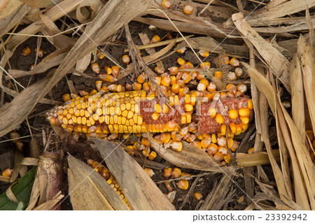 Broken corn ear on the soil 23392942