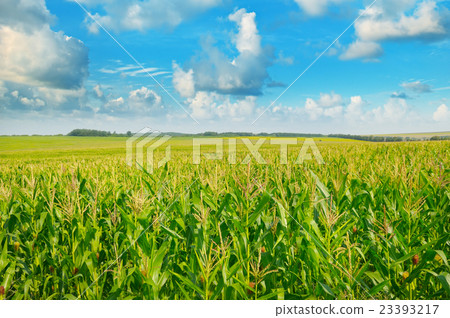 green corn field and blue sky 23393217