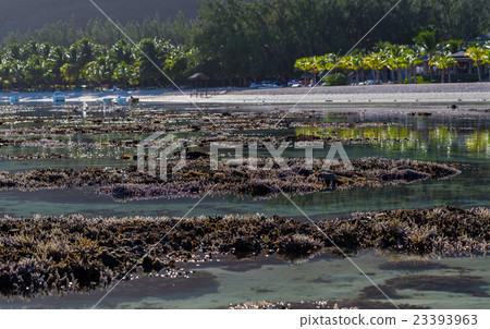 Corals Le Morne Mauritius at low tide 23393963