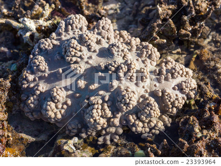 Corals Le Morne Mauritius at low tide 23393964
