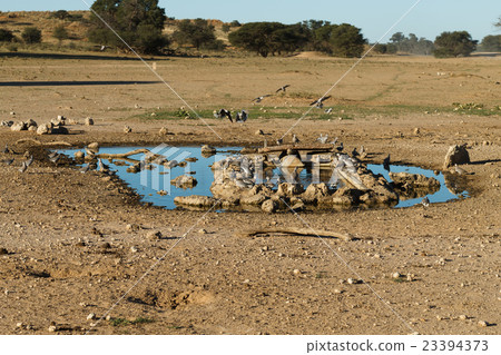 Waterhole at Kgalagadi 23394373