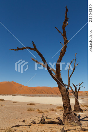 Death tree Hidden Vlei Death tree Hidden Vlei 23394389