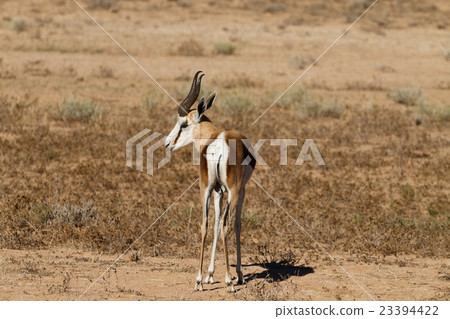 Springbok Springbok 23394422