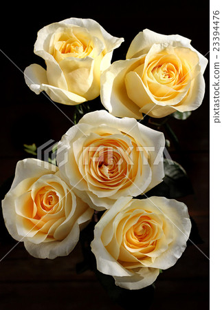 Bouquet of beautiful tea roses 23394476