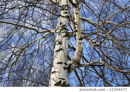 Trunk and branches of birch tree 23394477