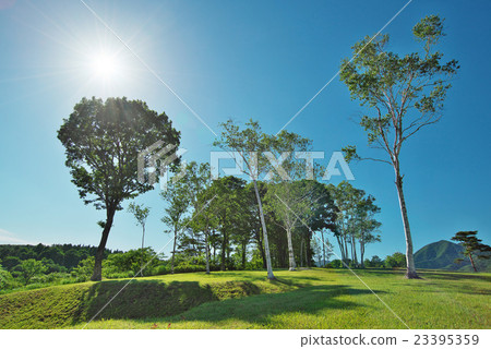 在初夏的陽光下閃耀的樺樹：廣生高原（岡山縣真庭市廣山市） 23395359