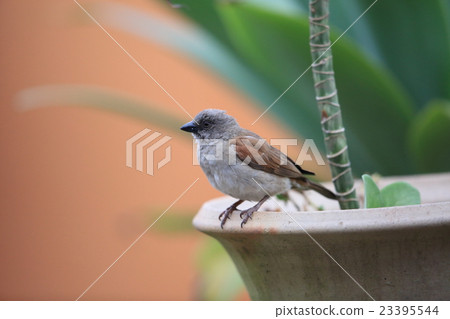 非洲野鳥·喜Gashira麻雀 非洲野鳥·喜Gashira麻雀 23395544