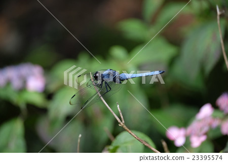 椰子殼 椰子殼 23395574