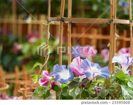 Iriya·早晨節日 Iriya·早晨節日 23395808