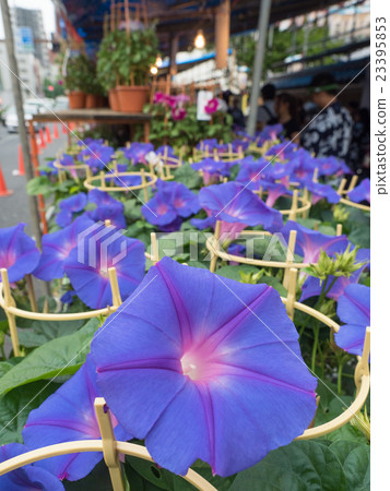 Iriya · Morning festival 23395853