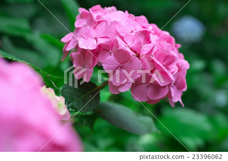 繡球 23396062