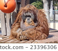 Orangutan 23396306