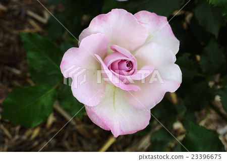 Rose (Lilac Beauty) Sakaki Chikumagawa Rose Park Rose (Lilac Beauty) Sakaki Chikumagawa Rose Park 23396675