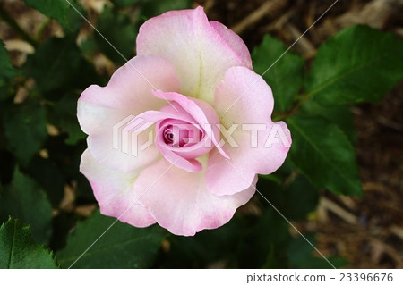 Rose (Lilac Beauty) Sakaki Chikumagawa Rose Park Rose (Lilac Beauty) Sakaki Chikumagawa Rose Park 23396676