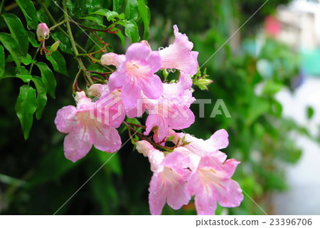 Flower "Nozen Kazura: Pink" Osaka prefecture Our flowers Flower "Nozen Kazura: Pink" Osaka prefecture Our flowers 23396706