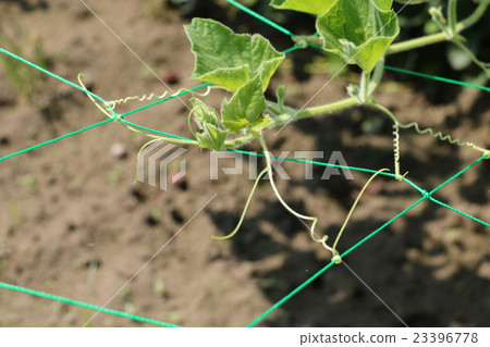 Ground pimples 23396778