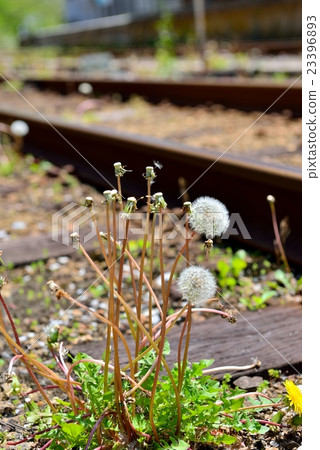 Dandelion's fluff JR Kiso line at Izumo-sakane station 23396893