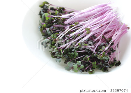 紅球甘藍髮芽 紅球甘藍髮芽 23397074