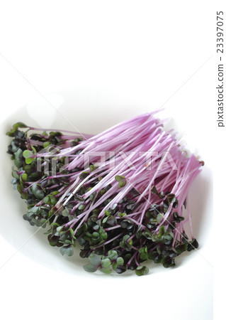 紅球甘藍髮芽 23397075