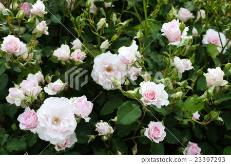 玫瑰(早春)Sakaki Chikumagawa玫瑰園 玫瑰(早春)Sakaki Chikumagawa玫瑰園 23397293