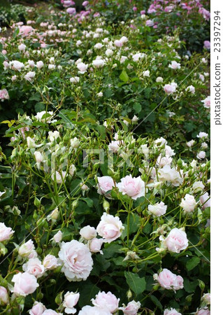 玫瑰(早春)Sakaki Chikumagawa玫瑰園 玫瑰(早春)Sakaki Chikumagawa玫瑰園 23397294