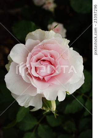 玫瑰（早春）Sakaki Chikumagawa玫瑰園 23397296