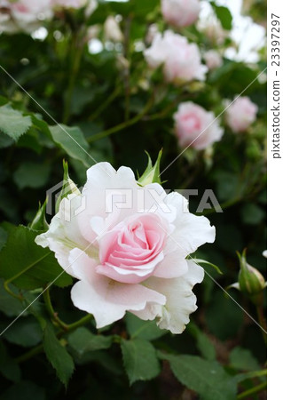 玫瑰（早春）Sakaki Chikumagawa玫瑰園 23397297
