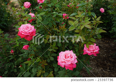 玫瑰（Stephanie Dow Monaco）Sakaki Chikumagawa玫瑰園 23397736