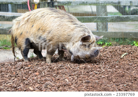 New Zealand Kunekune pig 23397769