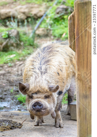 New Zealand Kunekune pig New Zealand Kunekune pig 23397771